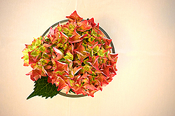 MI16 - THE MERCER ISLAND SWEET SIXTEEN